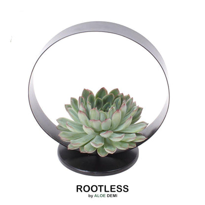 Wurzellose Sukkulente Echeveria Pulidonis auf Deko-Tischständer Ø20 cm - ↕20 cm