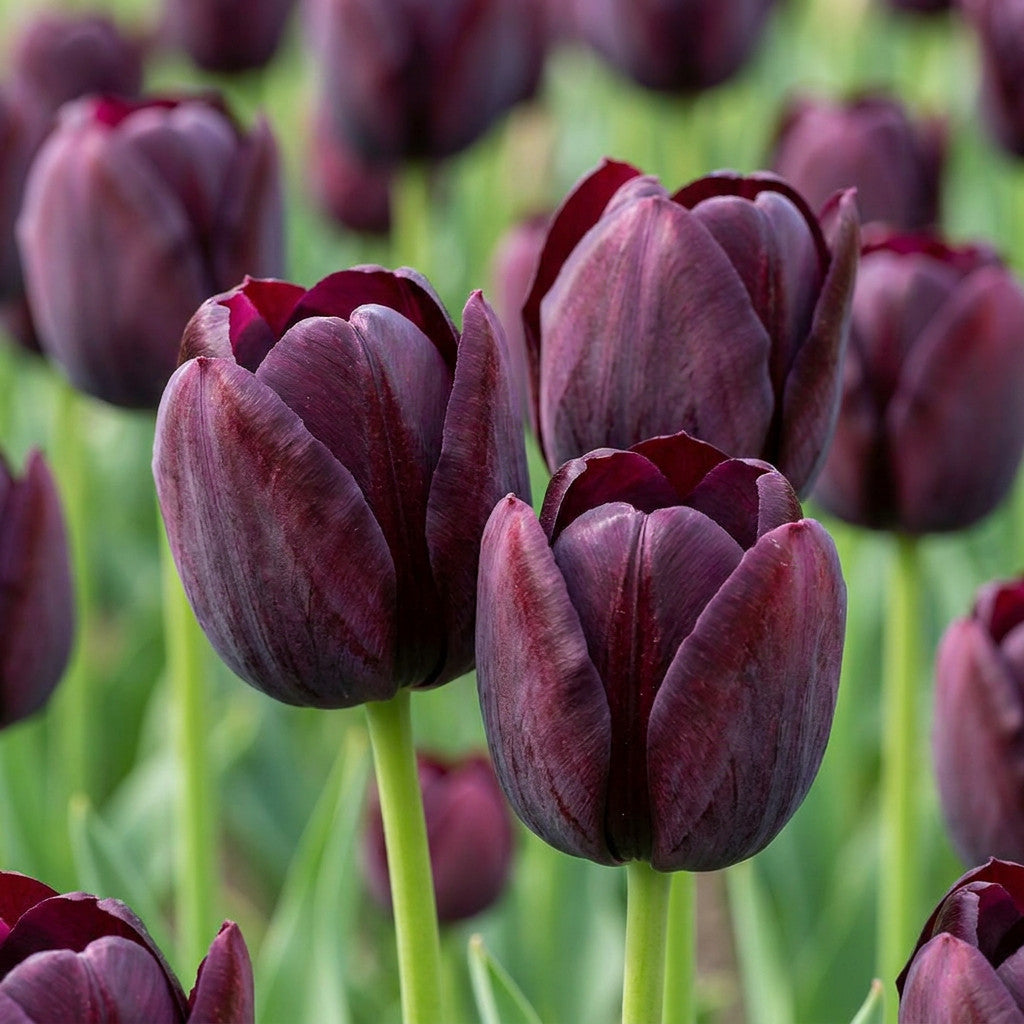 24x Tulipa Triumph Black - Triomftulp - Donker Paars - Voorjaarsbloeier - Bolmaat 11/12
