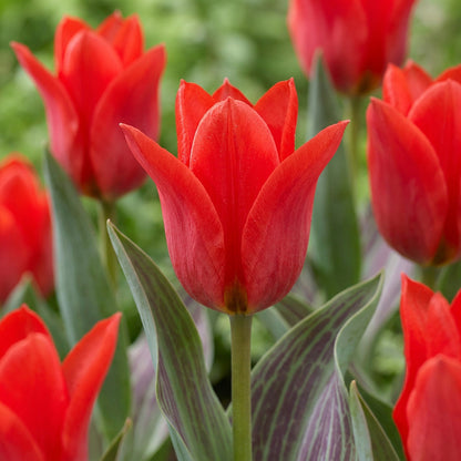 30x Tulipa Greigii Red - Greigii-tulp - Rood - Voorjaarsbloeier - Bolmaat 11/12 | productafbeelding 5