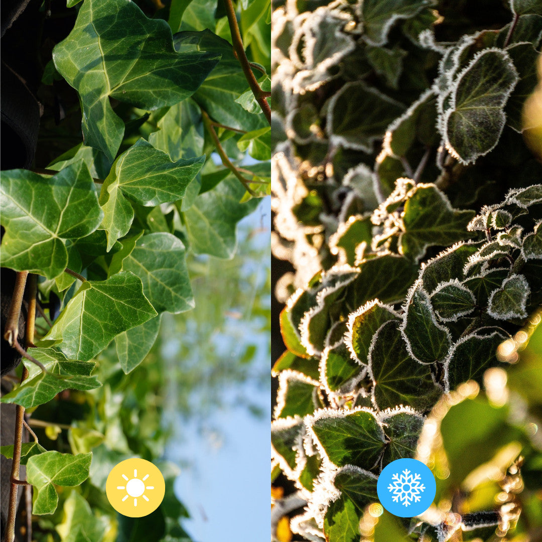 Hedera Hibernica - Klimop - Gestokt - ↨125 - 150 cm | productafbeelding 6