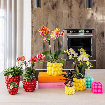 Kolibri Orchids | rode Phalaenopsis orchidee – Congo + Berry sierpot – potmaat Ø9cm | bloeiende kamerplant in bloempot -…