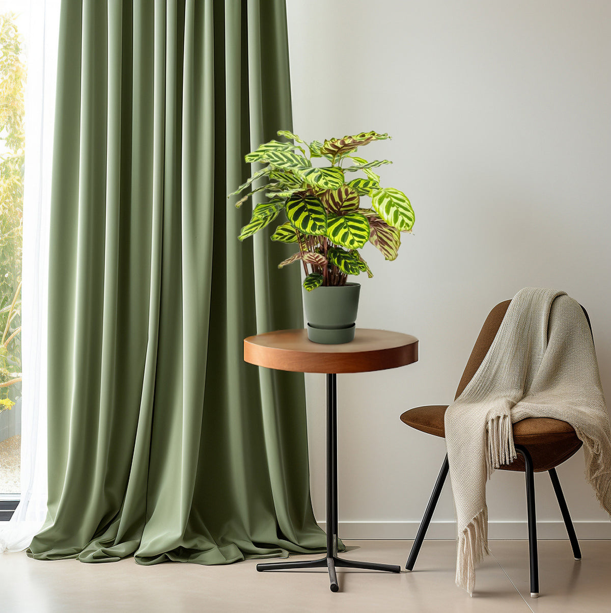 Calathea Makoyana - Ø14cm - ↕45cm | productafbeelding 2