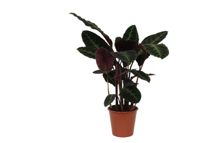 Calathea Warscewiczii 80 cm