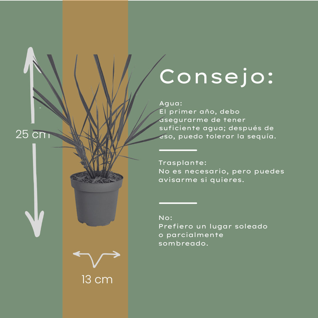 6x Panicum virgatum ‘Rotstrahlbusch’ – Siergras met warme herfstkleuren | Potmaat 12 cm | productafbeelding 10