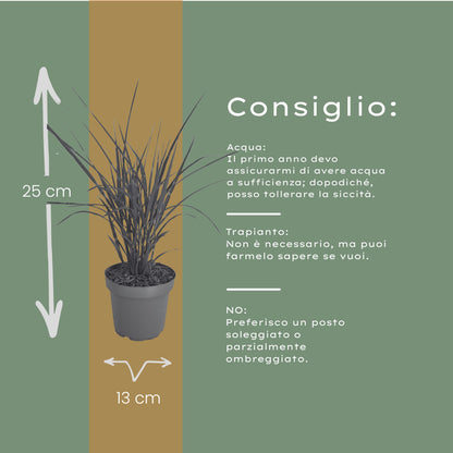 6x Miscanthus sinensis ‘Zebrinus’ – Opvallend zebragras met decoratief gestreept blad | Potmaat 12 cm | productafbeelding 8