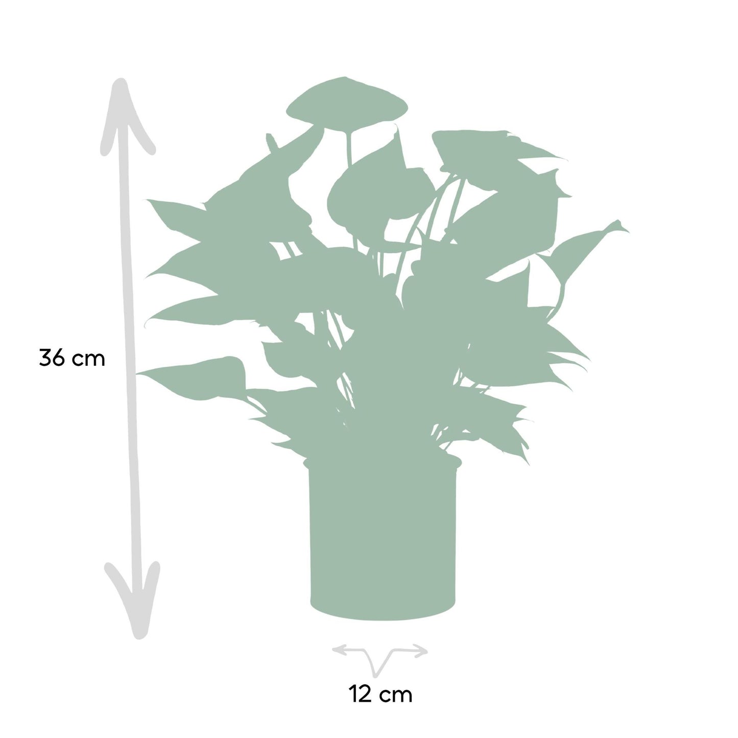 Anthurium andreanum Diamond Red incl. PURE zink - 45cm - Ø12