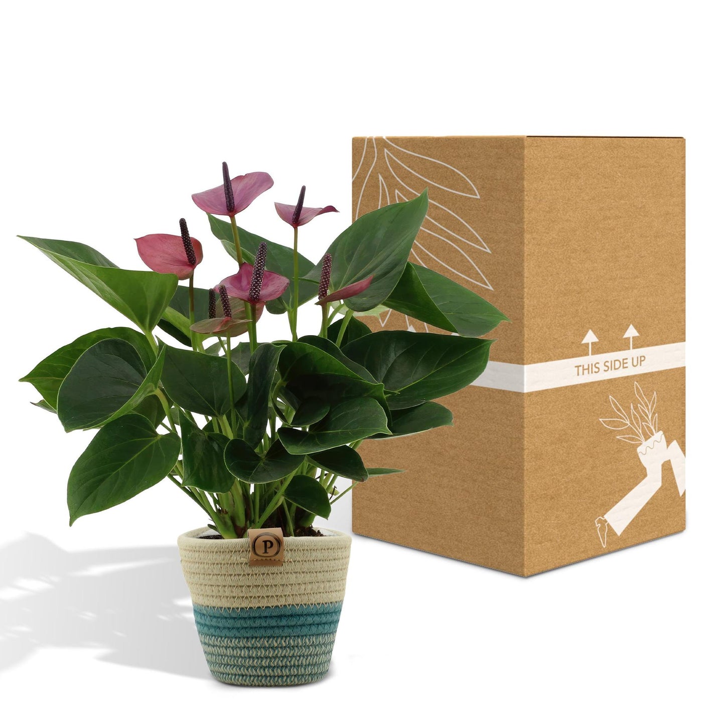Anthurium andreanum Baby Purple incl. PURE mand - 45cm - Ø12