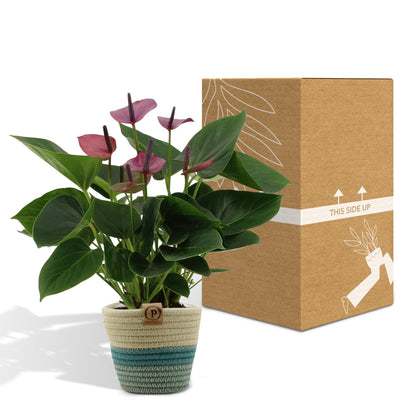 Anthurium andreanum Baby Purple incl. PURE mand - 45cm - Ø12