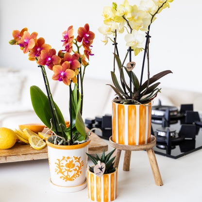 Kolibri Home | Painted stripe - Orange - Ø6cm | productafbeelding 4