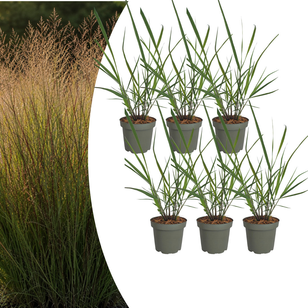 6x Panicum virgatum ‘Rotstrahlbusch’ – Siergras met warme herfstkleuren | Potmaat 12 cm