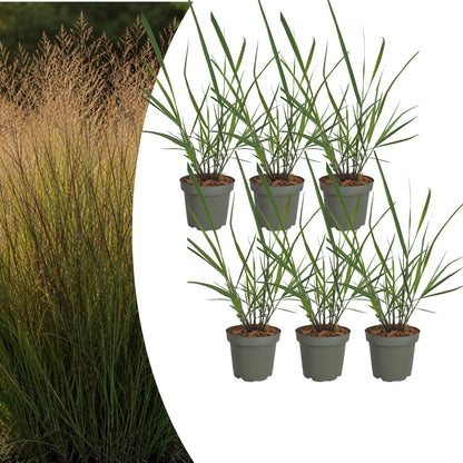 6x Panicum virgatum ‘Rotstrahlbusch’ – Siergras met warme herfstkleuren | Potmaat 12 cm