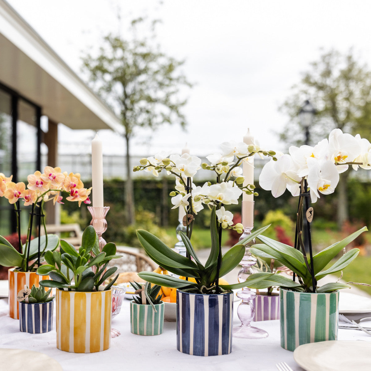 Kolibri Orchids | witte phalaenopsis orchidee Lausanne + Painted Stripe sierpot turquoise - potmaat Ø9cm | bloeiende…