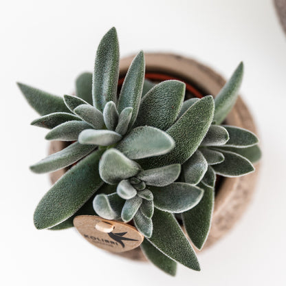 Kolibri Greens | Groene plant - Succulent Tarantula - groene kamerplant - vers van de kweker - Ø9cm | productafbeelding 2