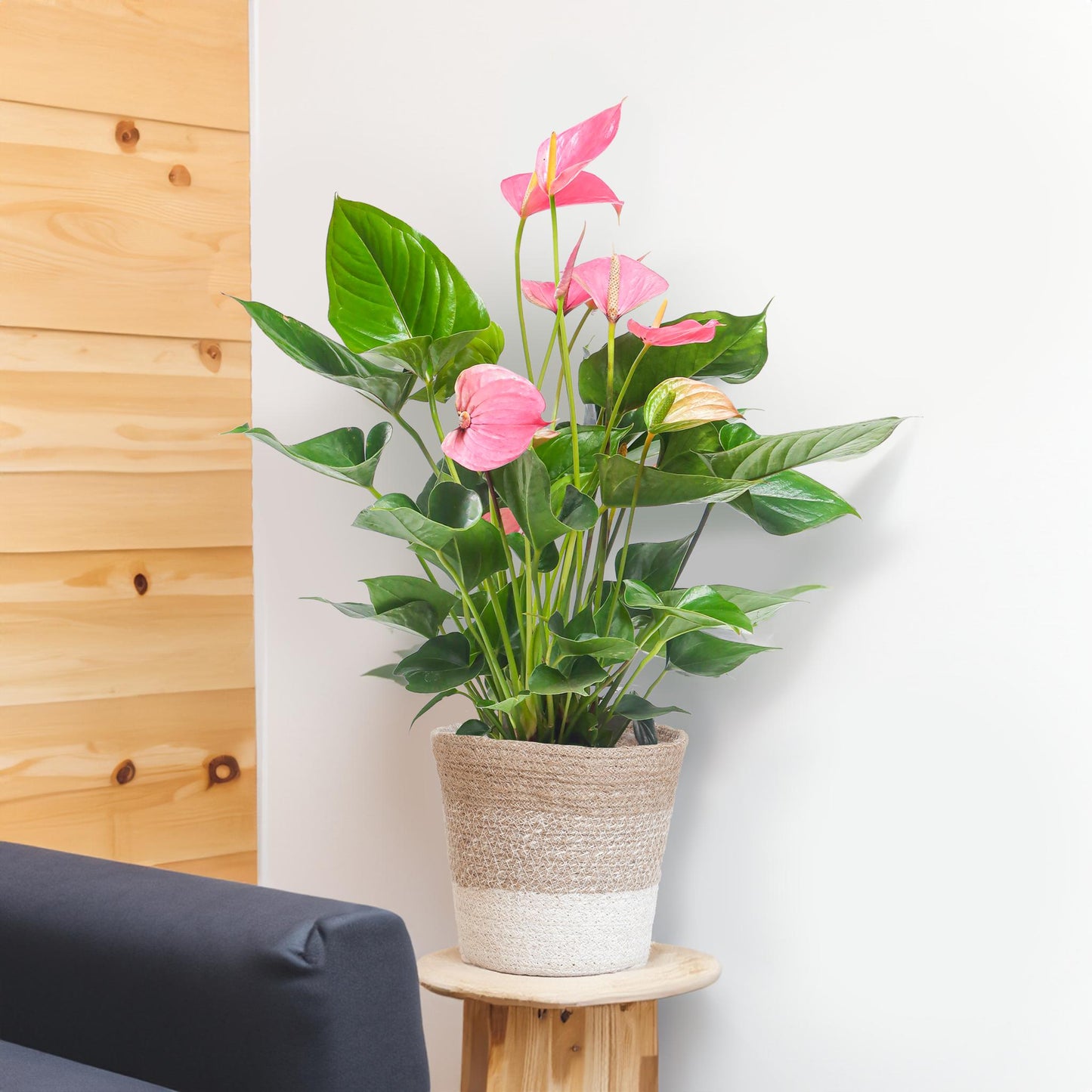 Anthurium Pink explosion met Lissabon mand wit - 55cm - Ø17
