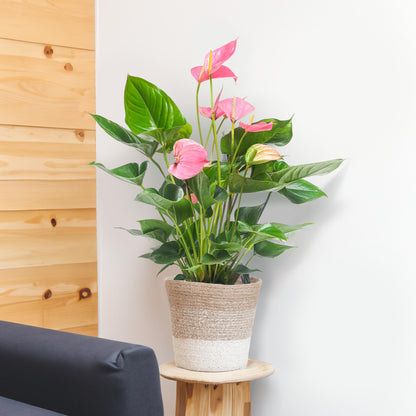 Anthurium Pink explosion met Lissabon mand wit - 55cm - Ø17