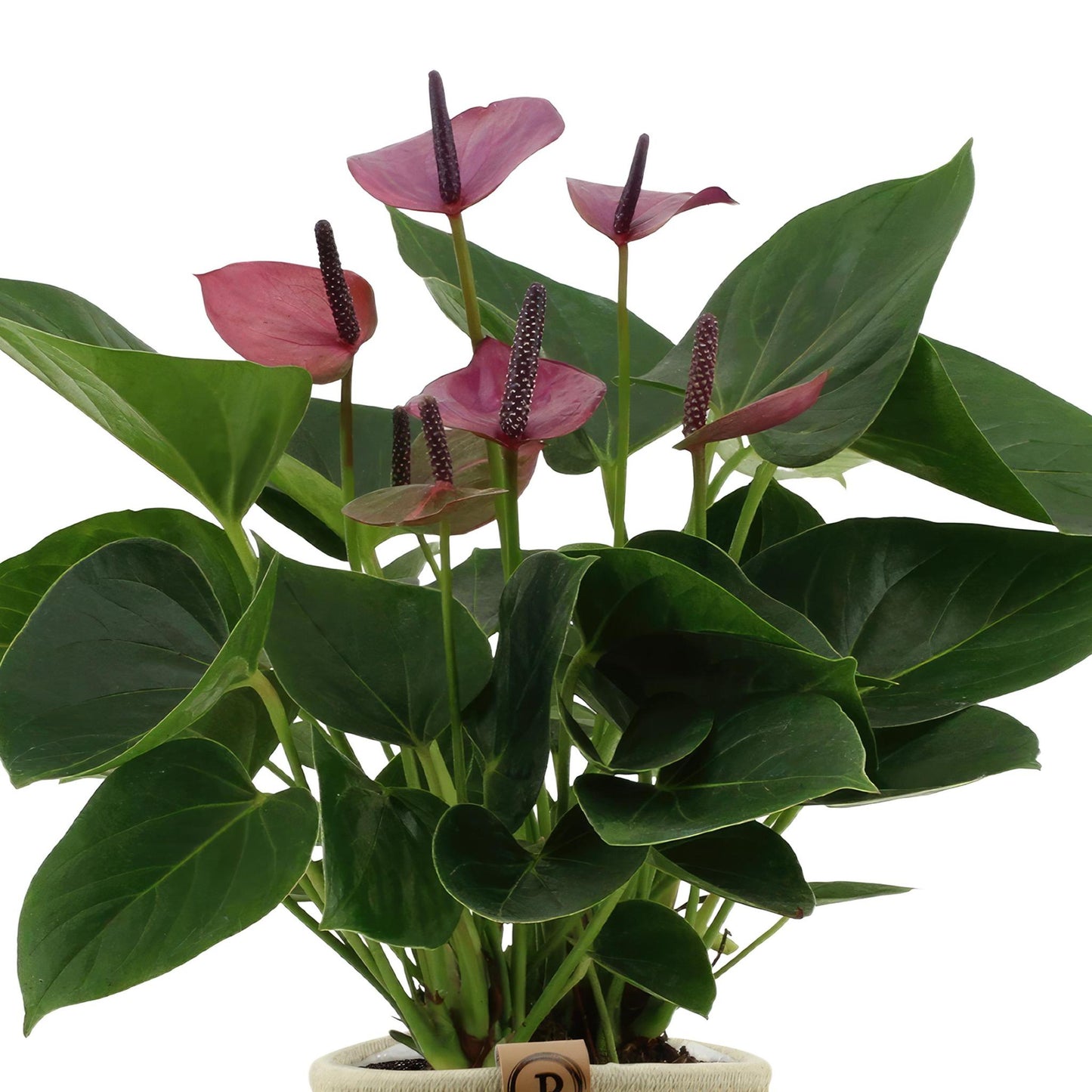 Anthurium andreanum Baby Purple incl. PURE mand - 45cm - Ø12