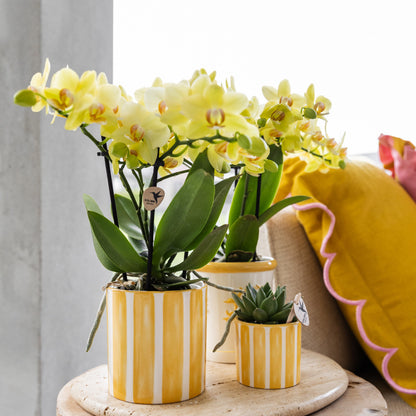 Kolibri Home | Painted stripe - Yellow - Ø6cm | productafbeelding 7