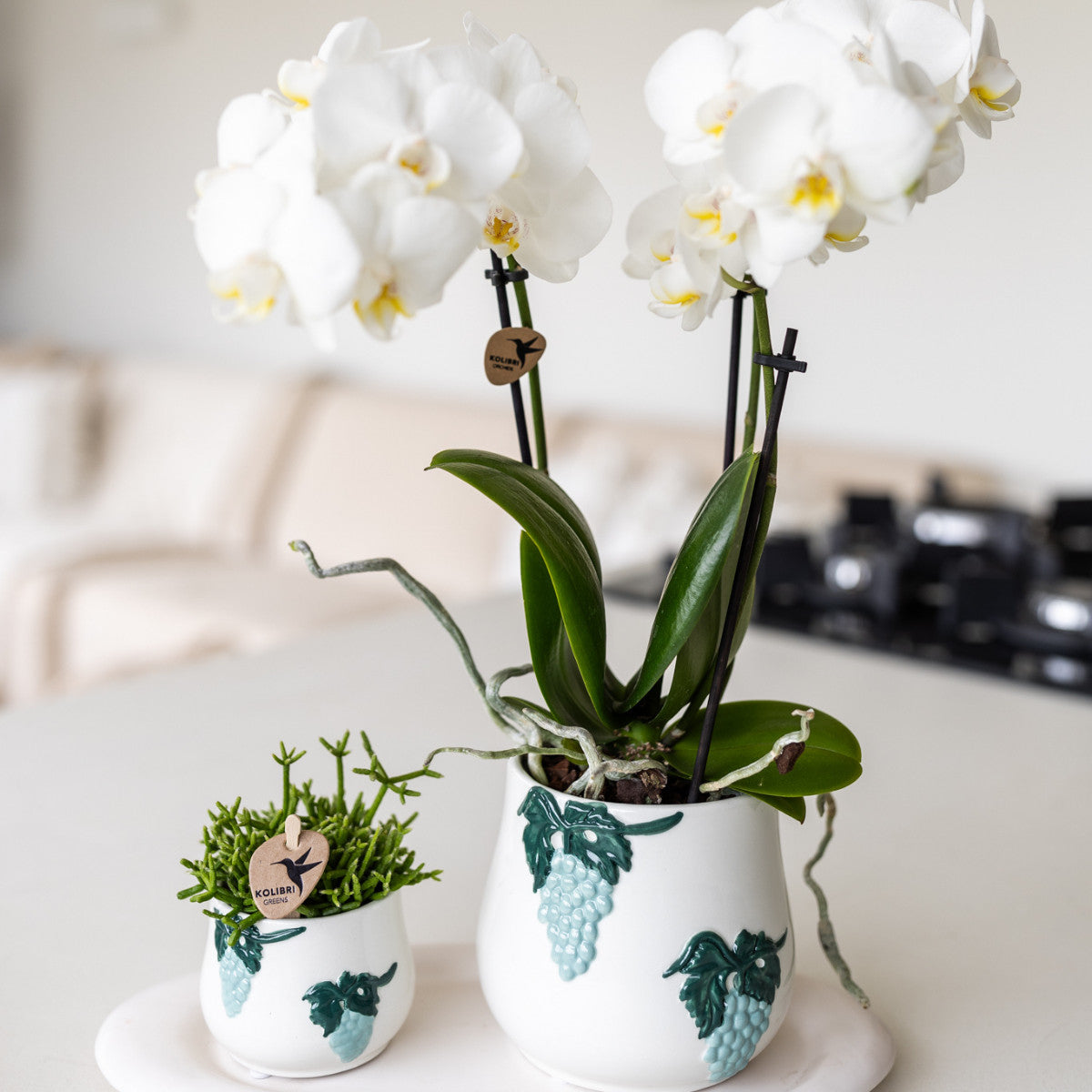 Kolibri Orchids | witte Phalaenopsis orchidee potmaat Ø9cm | Amabilis | bloeiende kamerplant - vers van de kweker |…