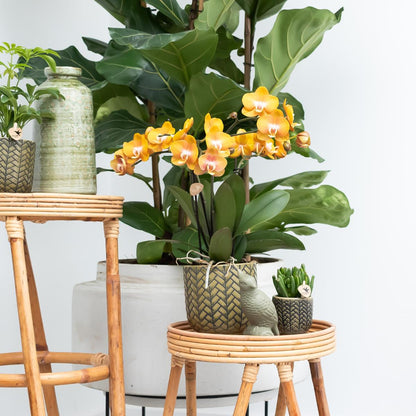 Hummingbird Orchids | COMBI DEAL of 4 Phalaenopsis orchids - Las Vegas - pot size Ø12cm | flowering houseplant - fresh from the grower 