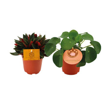 Peperomia Rosso/Pilea Peperomioides Duo - 2 Stück - Ø10,5 - ↕15cm