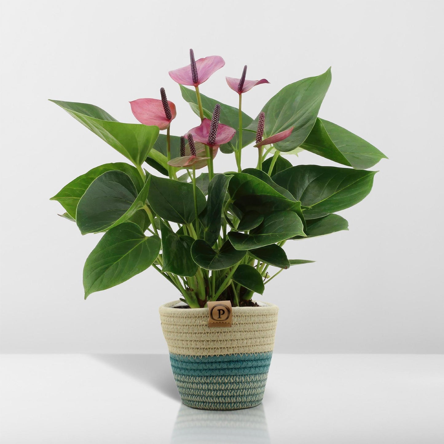 Anthurium andreanum Baby Purple incl. PURE mand - 45cm - Ø12