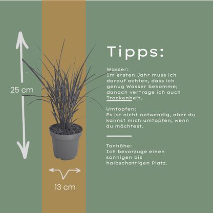 6x Miscanthus sinensis ‘Zebrinus’ – Opvallend zebragras met decoratief gestreept blad | Potmaat 12 cm | productafbeelding 7