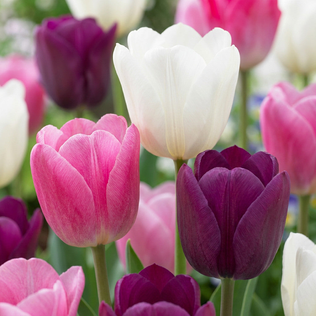 24x Tulipa Pastel mix - Pastel tulp mix - Diversen - Voorjaarsbloeier - Bolmaat 11/12 | productafbeelding 5