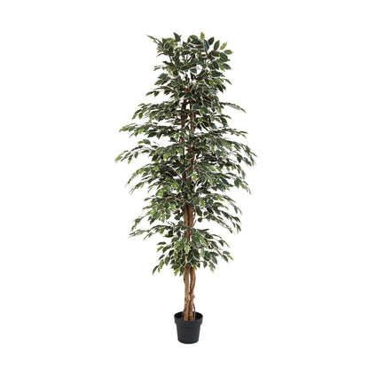 ARTIFICIAL Ficus benjamina variegata - 205cm