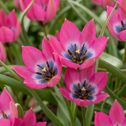 50x Tulipa Klein Schoonheid - Tulipa Little Beauty - Roze - Voorjaarsbloeier - Bolmaat 6/+ | productafbeelding 5