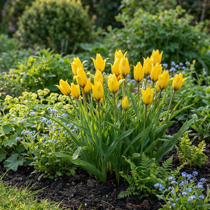 40x Tulipa Sylvestris - Bosdravik - Geel - Verwilderingsbol - Bolmaat 5/6 | productafbeelding 2