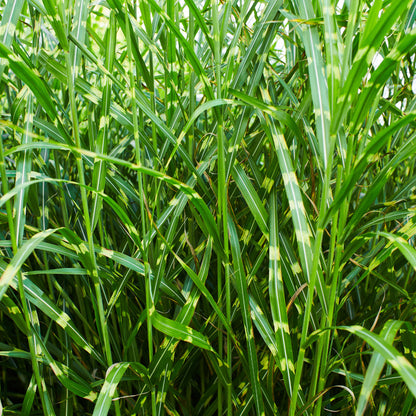 3x Miscanthus sinensis ‘Zebrinus’ – Opvallend zebragras met decoratief gestreept blad | Potmaat 12 cm | productafbeelding 2
