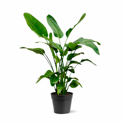 Strelitzia Nicolai - 150cm - Ø24 | productafbeelding 4