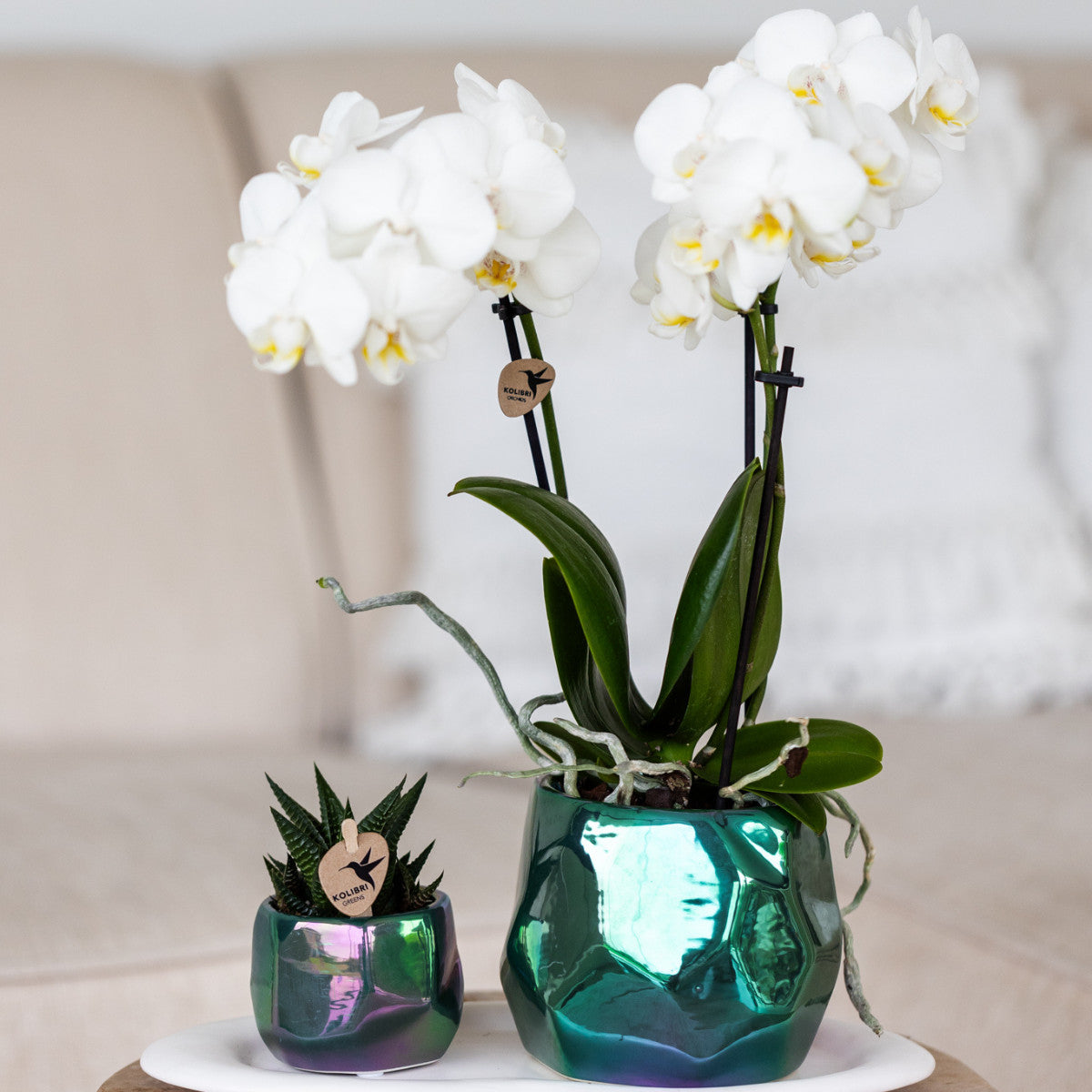 Kolibri Orchids | witte Phalaenopsis orchidee potmaat Ø9cm | Amabilis | bloeiende kamerplant - vers van de kweker |…