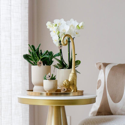 Gift set Luxury Living | Plantenset met Witte Orchidee en Succulenten incl. keramieken sierpotten