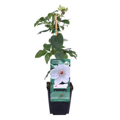 6x Clematis ‘Miss Bateman’ – P9 pot – elegante witte bloeiende klimplant | productafbeelding 2