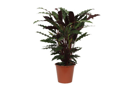 Calathea Wavestar 80 cm