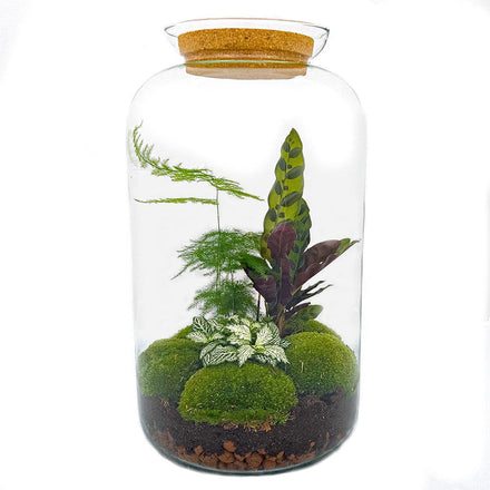 DIY-terrarium Botanisch Sven XL 43 cm