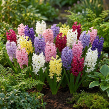 20x Hyacinthus mix - Hyacint mix - Diversen - Voorjaarsbloeier - Bolmaat 14/15 | productafbeelding 2