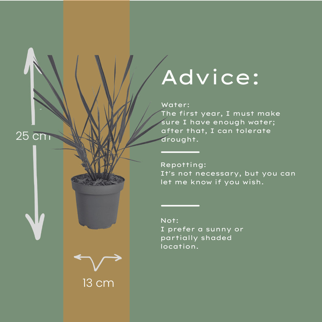 3x Panicum virgatum ‘Rotstrahlbusch’ – Siergras met warme herfstkleuren | Potmaat 12 cm | productafbeelding 8