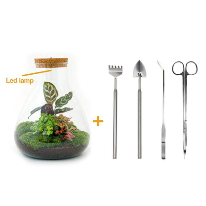 DIY-Terrarium – Sam Calathea mit Licht – ↕ 30 cm – Rechen + Schaufel + Pinzette + Schere