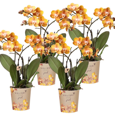 Vier Phalaenopsis orchideeën Las Vegas